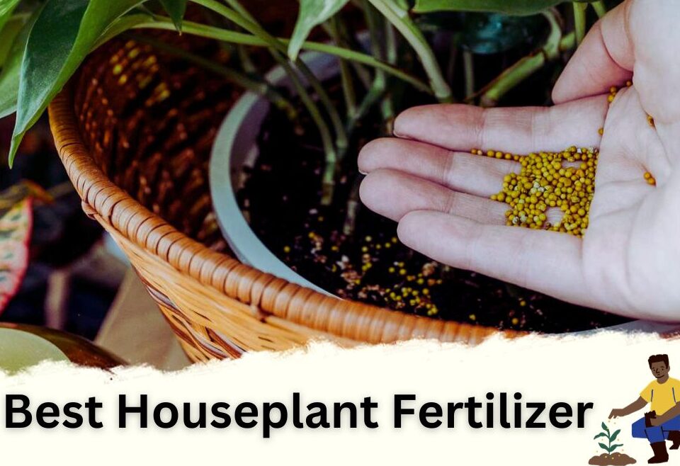 Best Houseplant Fertilizer