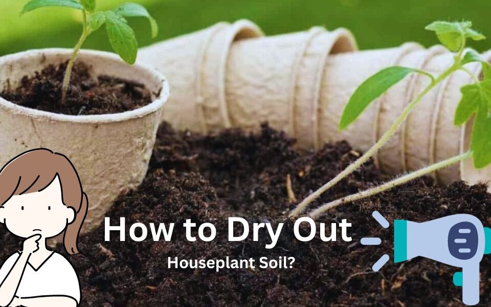 How to Dry Out Houseplant Soil?