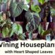 Vining Houseplant with Heart Shaped Leaves