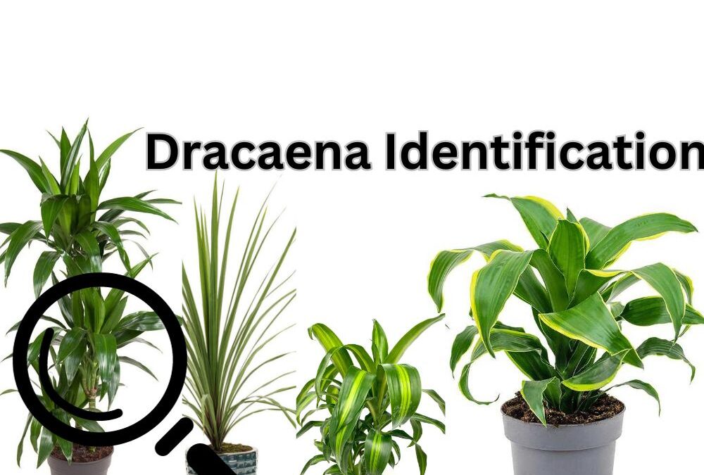 Dracaena Identification