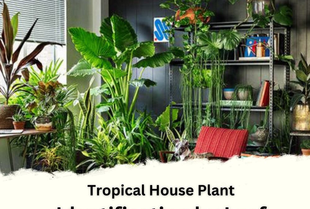 Tropical House Plant Identification by Leaf Images