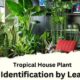 Tropical House Plant Identification by Leaf Images