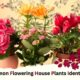 Common Flowering House Plants Identification