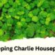 Creeping Charlie Houseplant