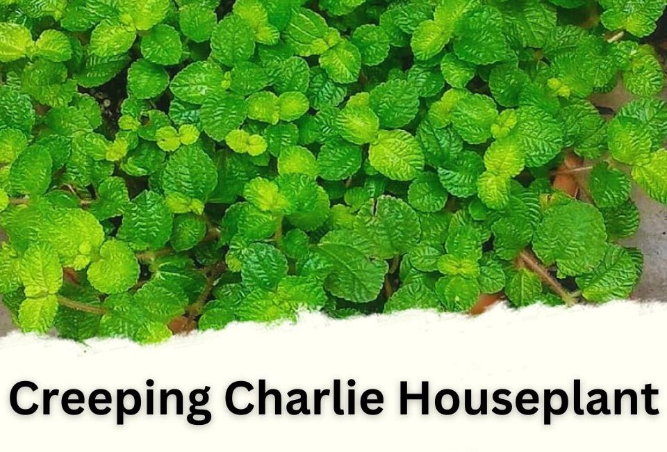 Creeping Charlie Houseplant