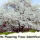 White Flowering Trees Identification