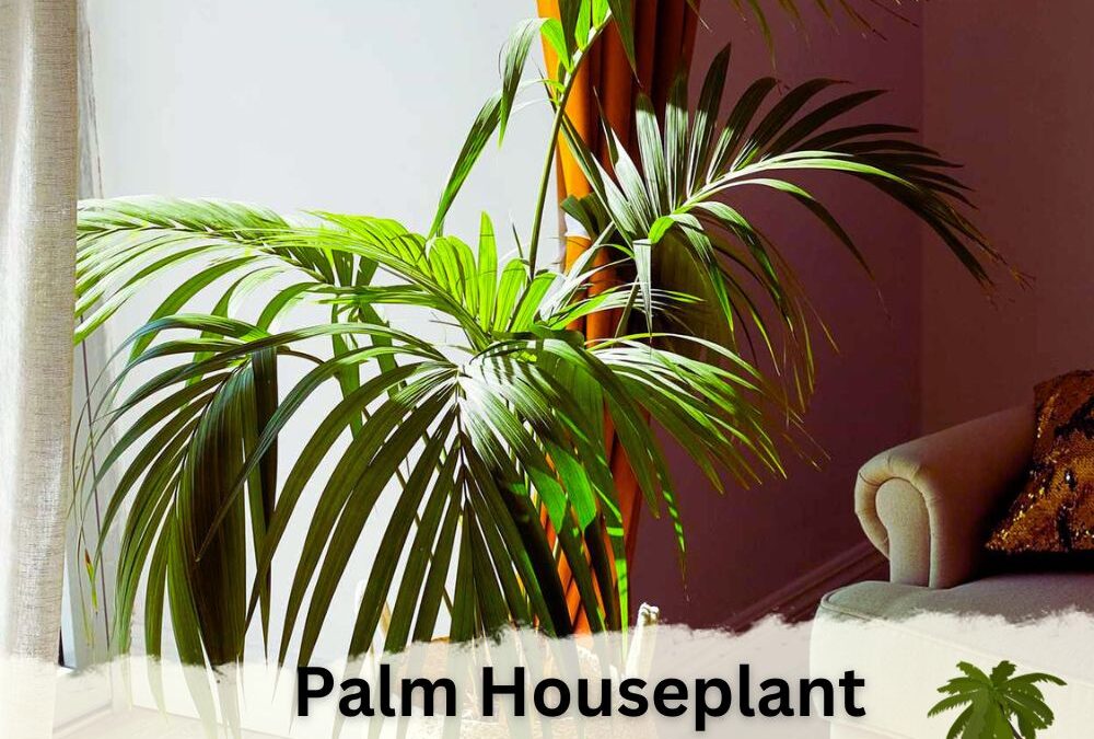 Palm Houseplant Identification