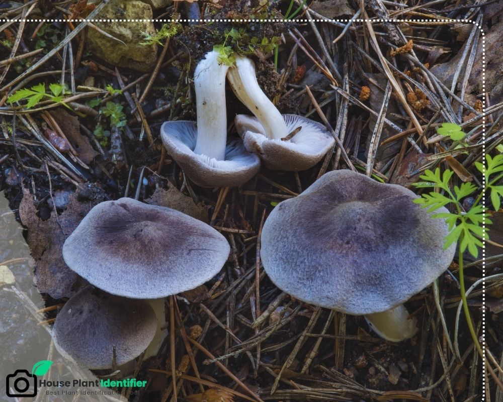 Tricholoma terreum is called black knight mushroom
