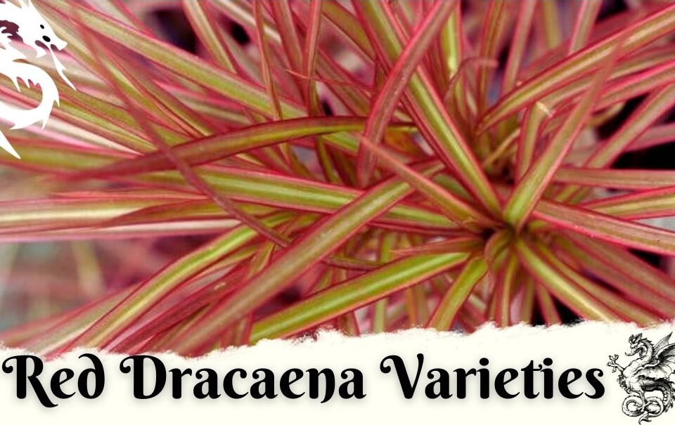 Red Dracaena Varieties
