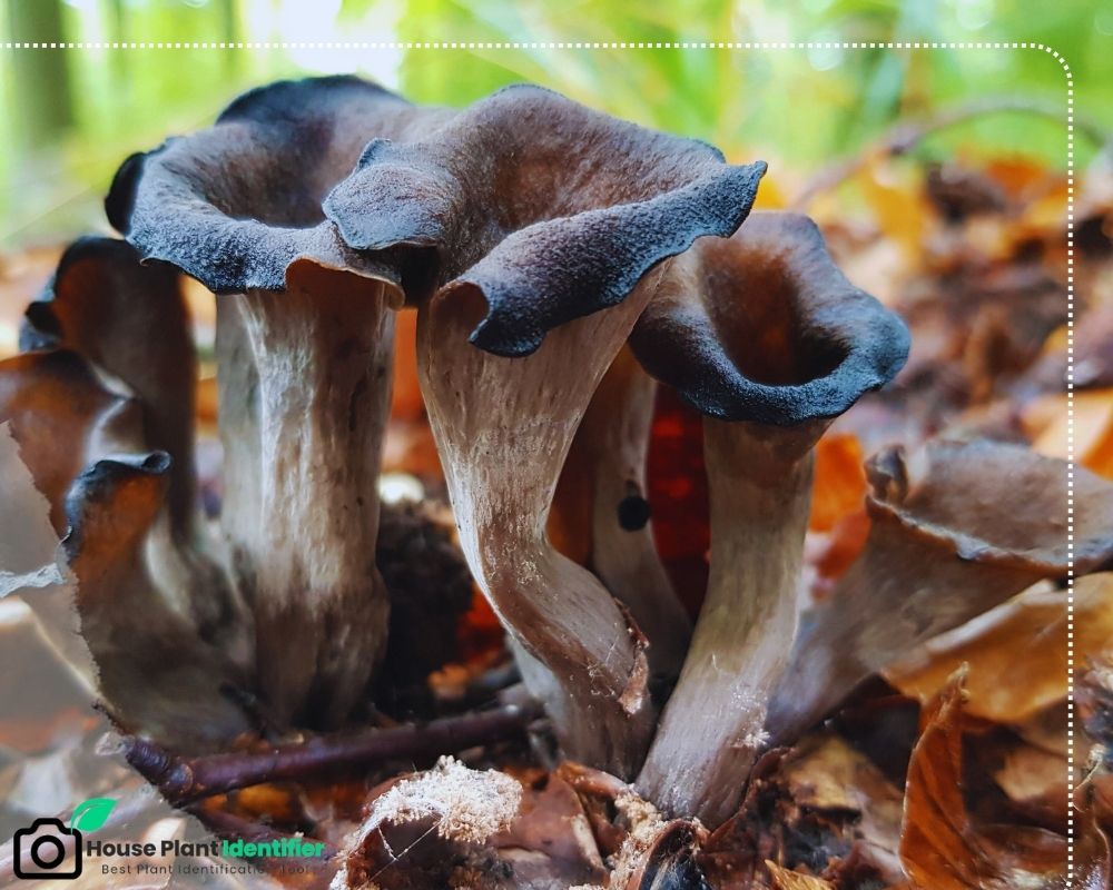 Black mushroom identification: Craterellus cornucopioides