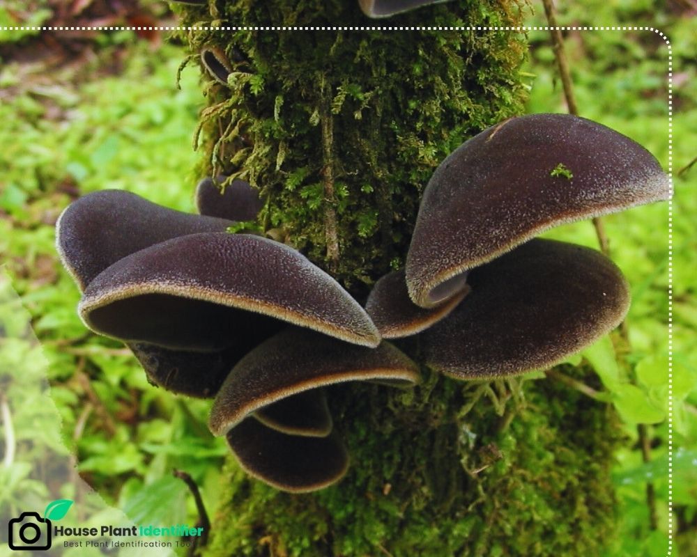 Auricularia polytricha is a black mushroom