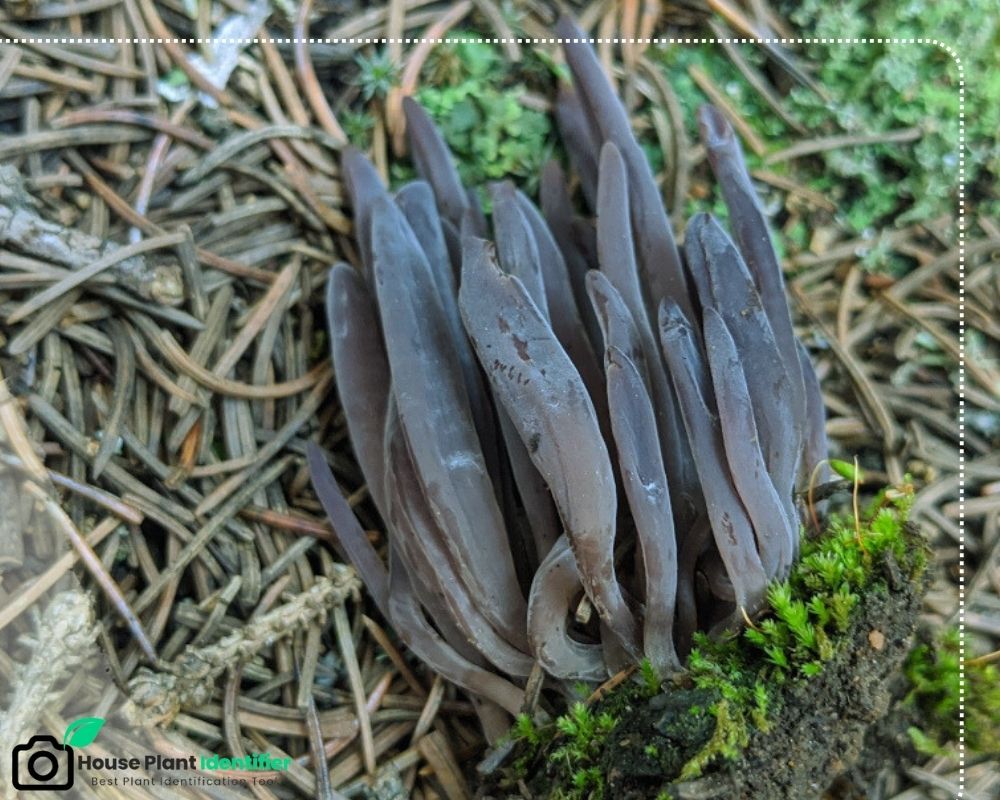 Alloclavaria purpurea a purpule to black mushroom with branching appearance