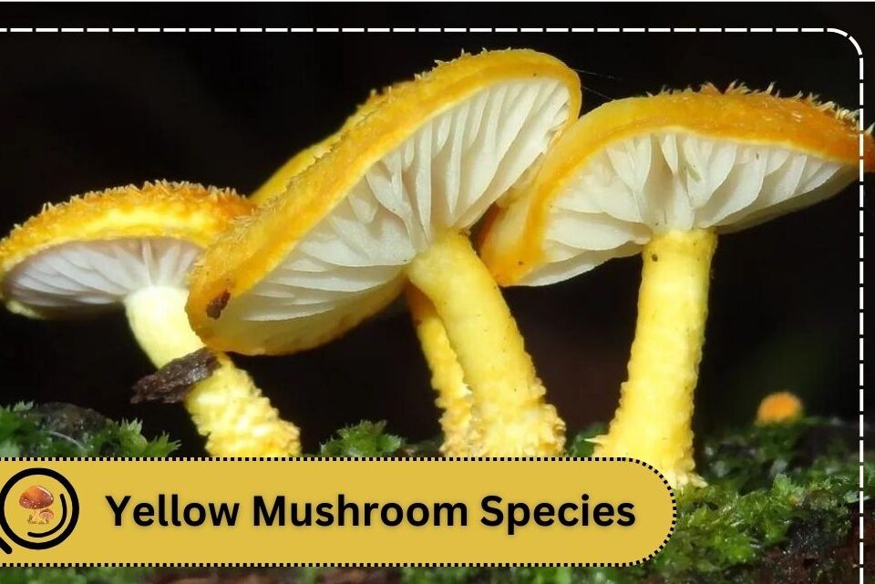 Yellow Mushroom Species identification