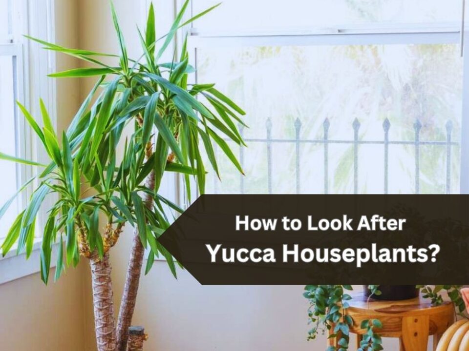 a yucca plant in a house about How to Look After a Yucca Houseplant?