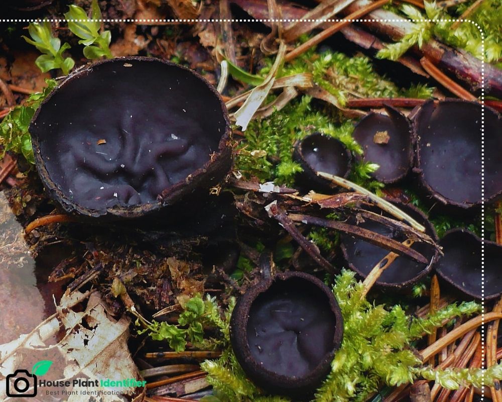 black mushroom identification: Pseudoplectania nigrella