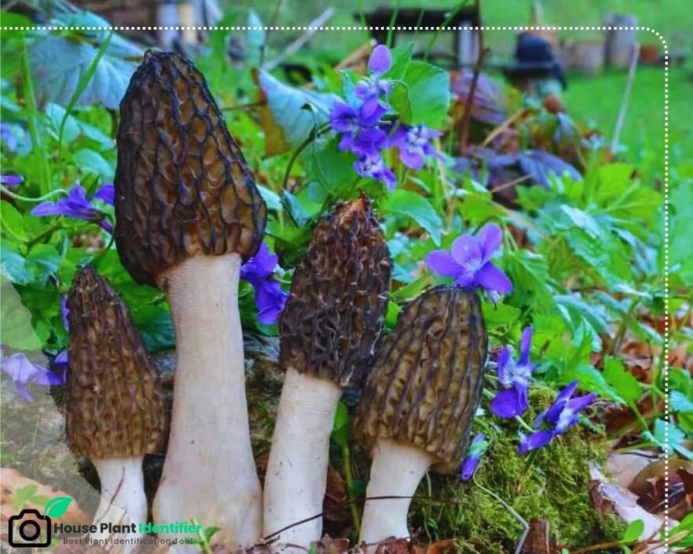 Morchella elata is a black mushroom