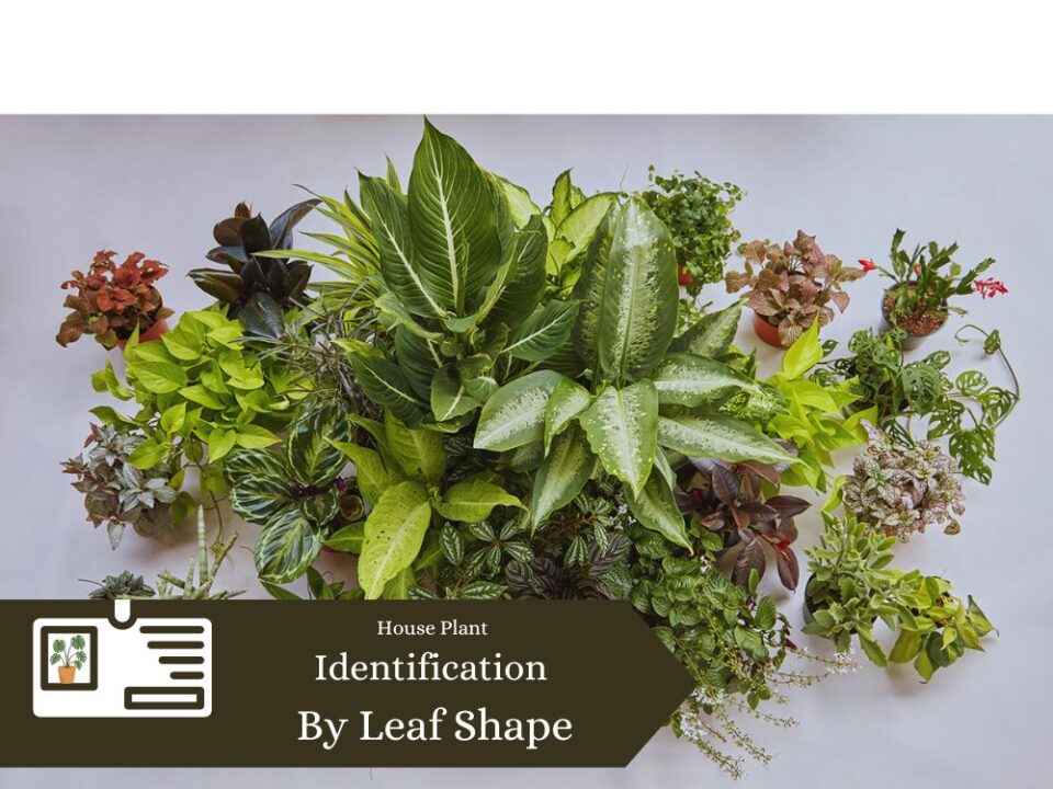 House Plant Identification by Leaf Shape