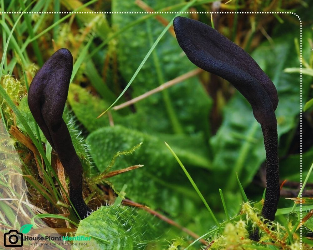 the Black mushroom identification: Geoglossum nigritum