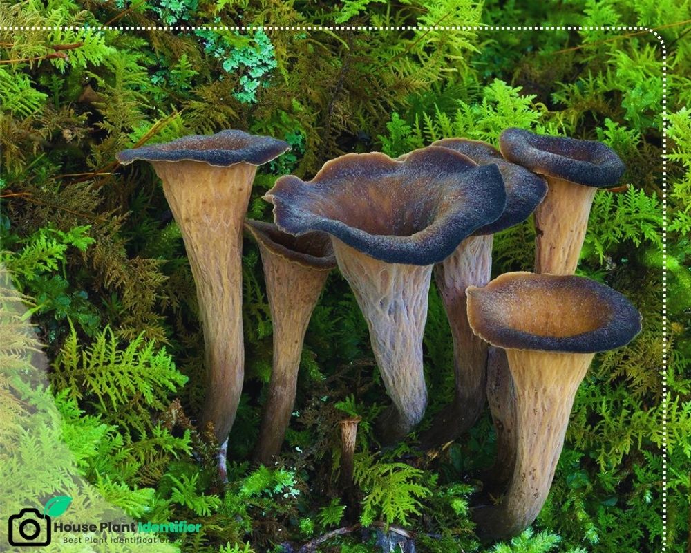 Black mushroom identification: Craterellus fallax