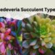 Sedeveria Succulent Types