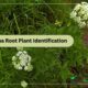 Osha Root Plant Identification