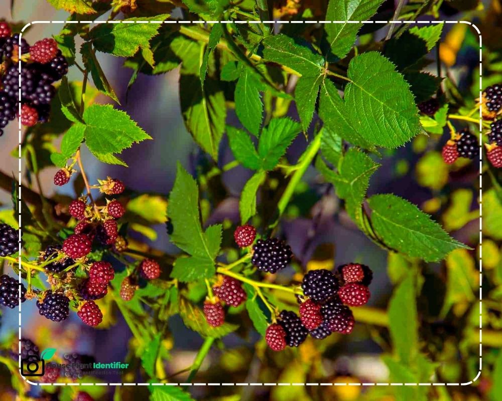 Wild Blackberry Plant identification