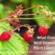 What Does a Wild Strawberry Plant Look Like?