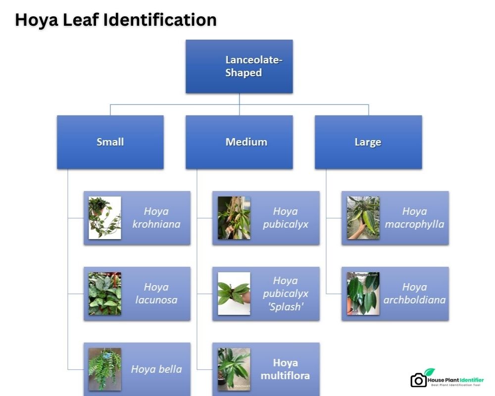 broad oval leaf Hoya Identification