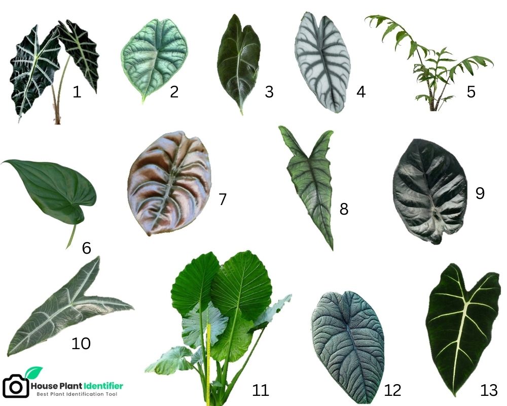 Alocasia Identification Chart 1 based on their leaf shape