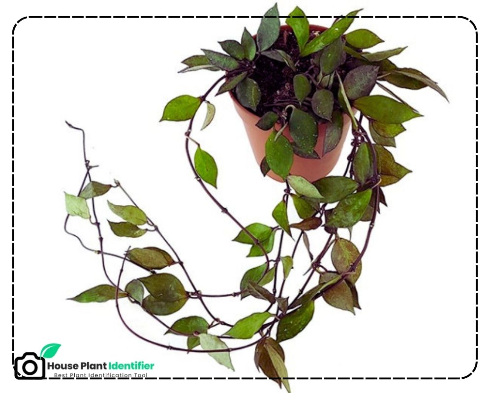 Hoya krohniana identification by leaf