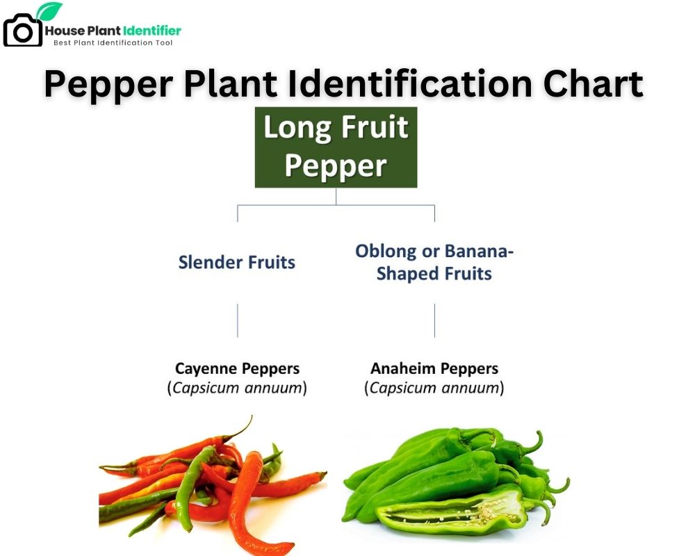 Long Fruit Pepper Plant Identification Chart