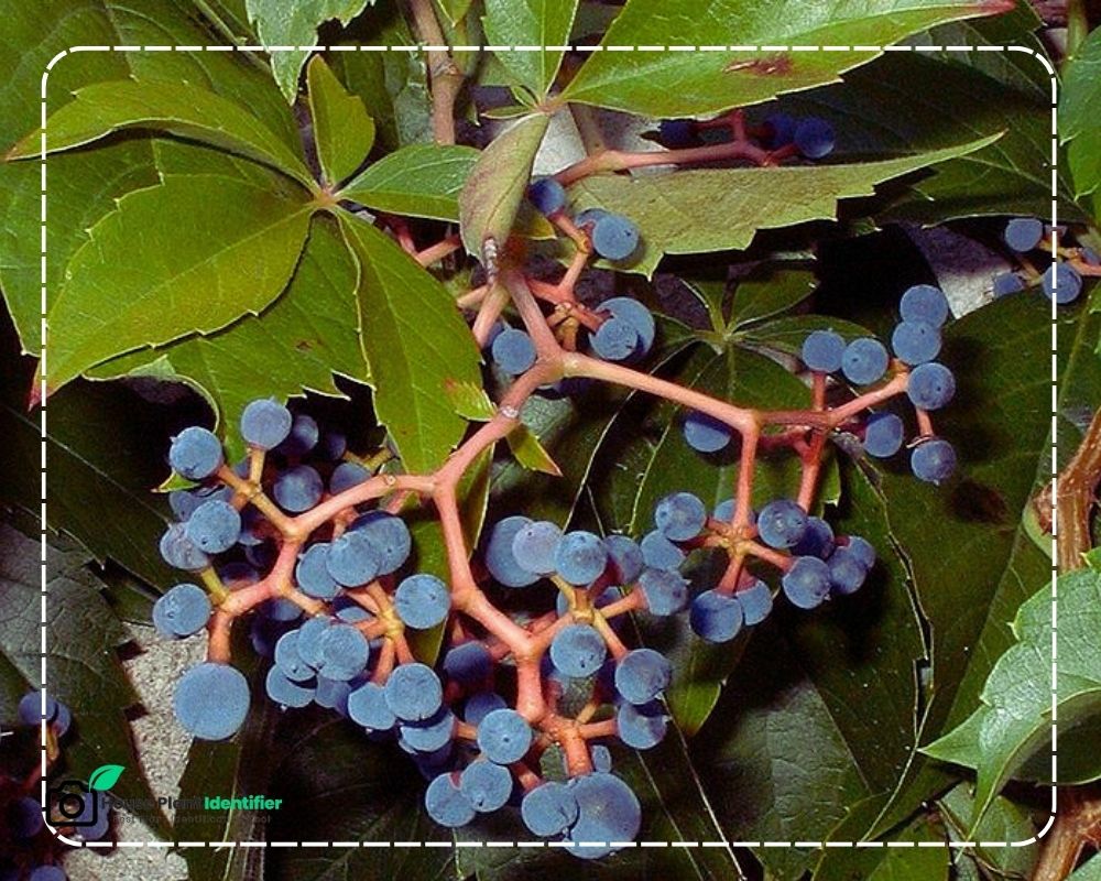 Virginia Creeper Berries identification