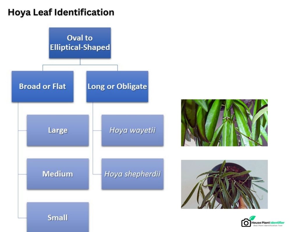 Hoya Leaf Identification chart: oval shape leaves