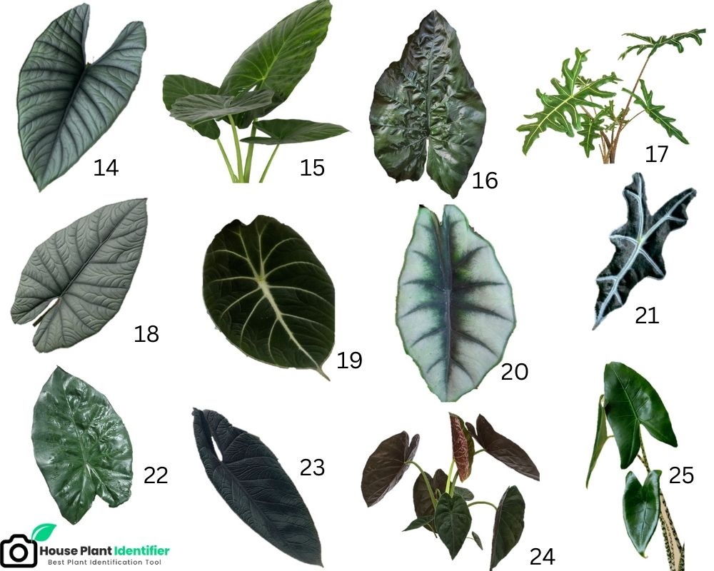 Alocasia Identification Chart 2: leaf shape