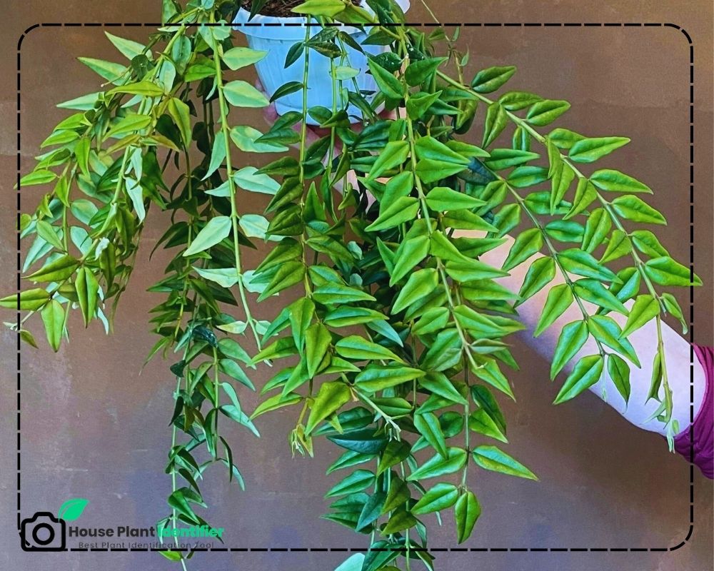 Hoya bella identification by leaf