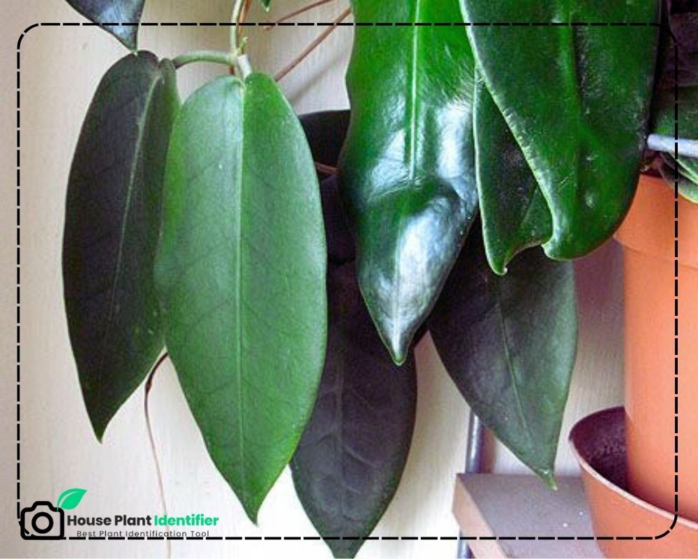 Hoya archboldiana identification by leaf
