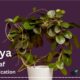 Hoya Leaf Identification