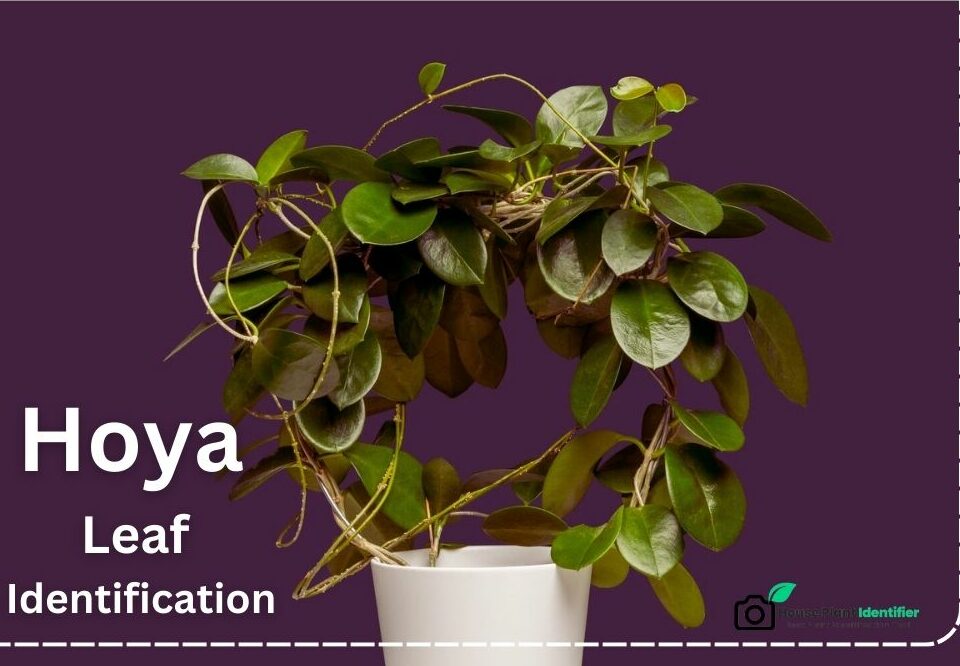 Hoya Leaf Identification