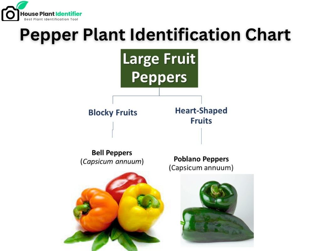 Large Fruit Pepper Plant Identification Chart