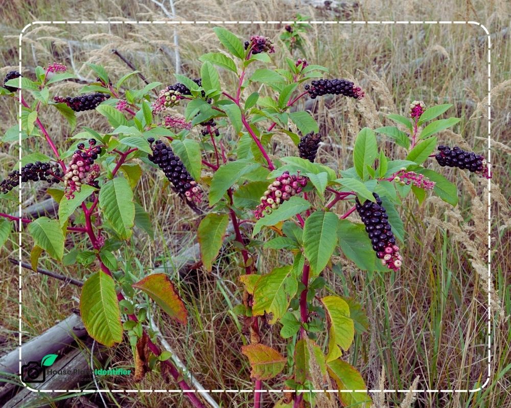 Poison Wild Blackberry Plant Identification: Pokeweed Berries