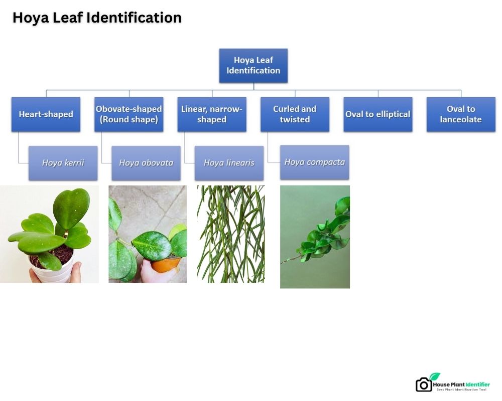 Hoya Leaf Identification chart