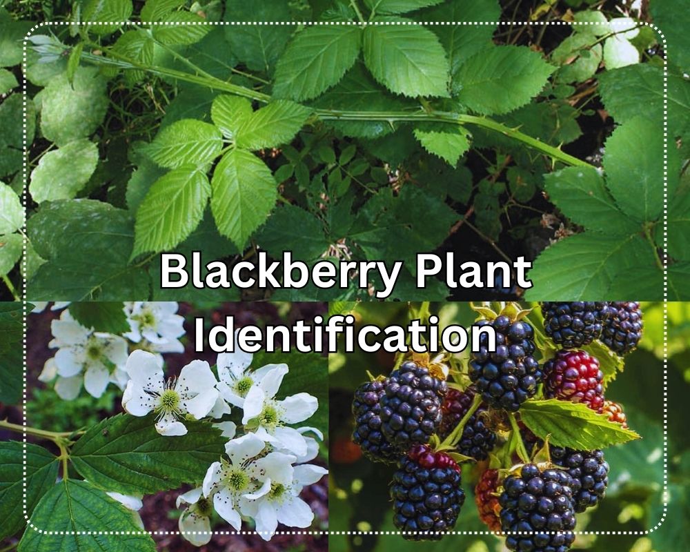 Blackberry Plant Identification + 5 Berries Similar to Blackberry ...