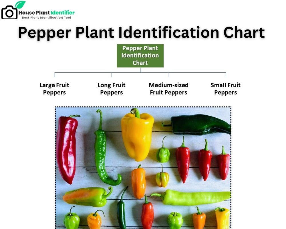 Pepper Plant Identification Chart based on the fruit 