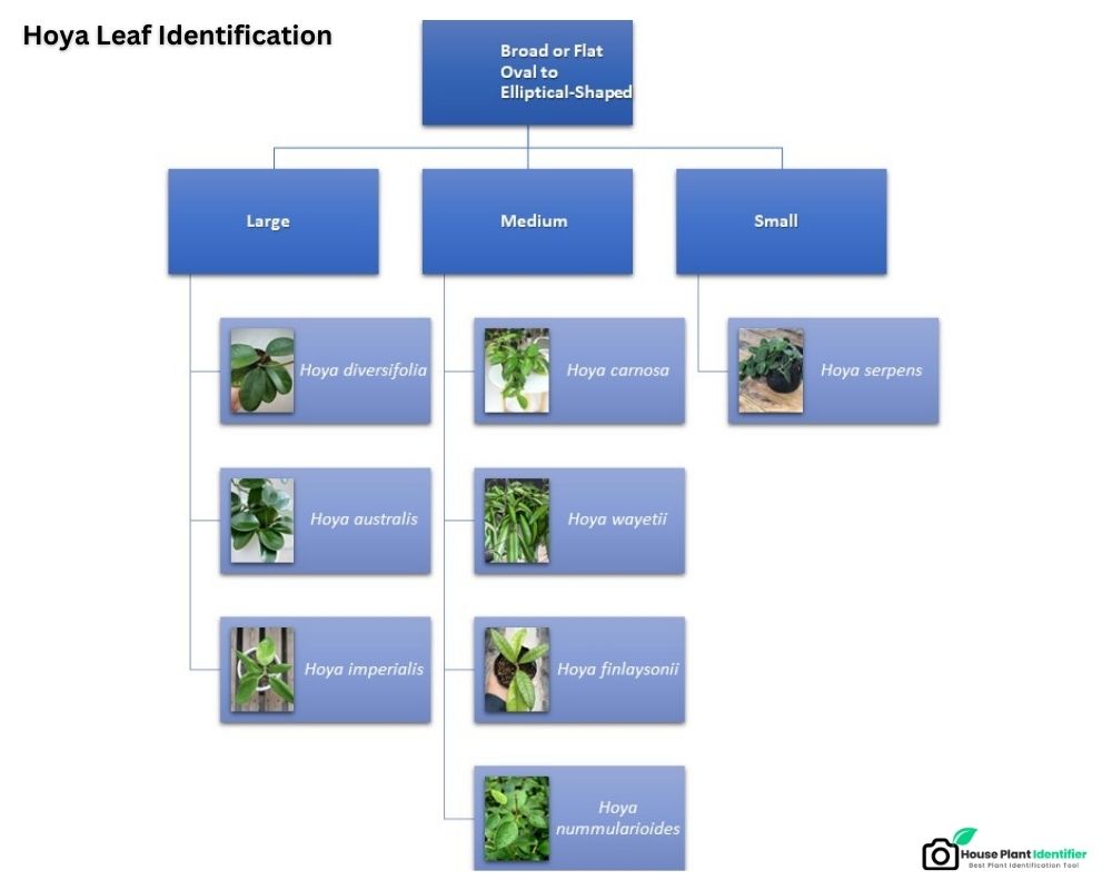 Hoya Leaf Identification chart about lanced leaf hoya palnts
