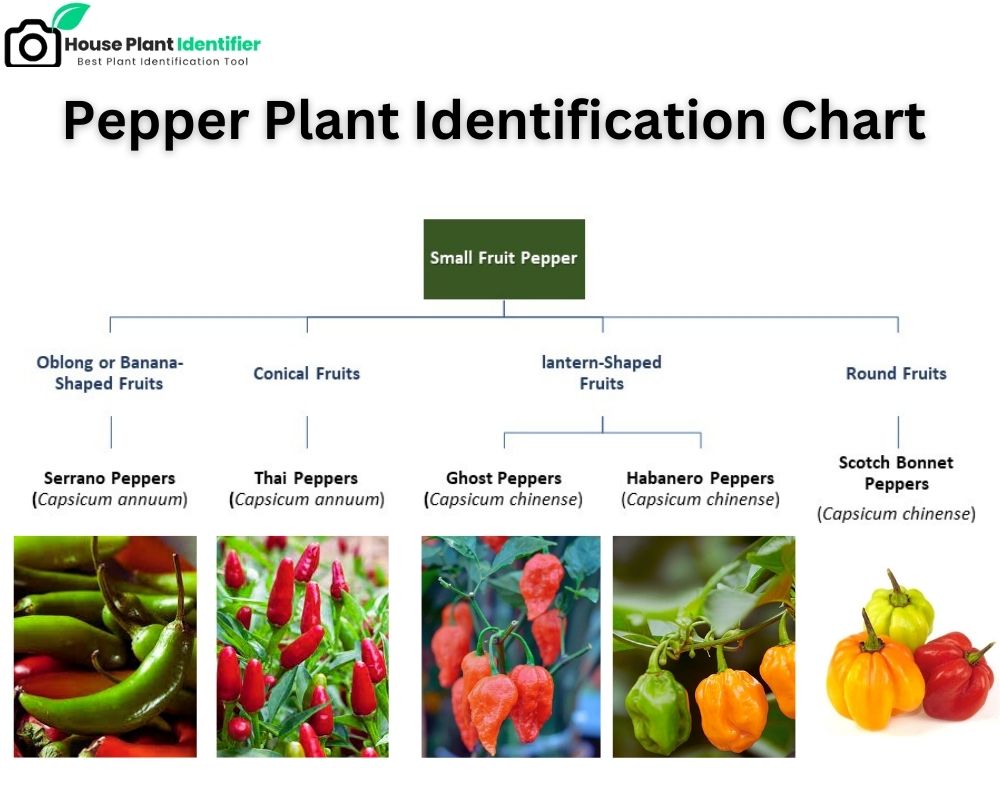 Small Fruit Pepper Plant Identification Chart