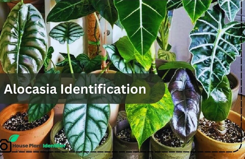 Alocasia identification ways