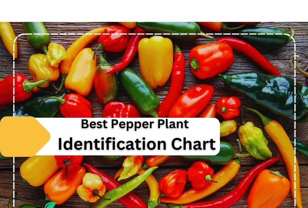Best Pepper Plant Identification Chart