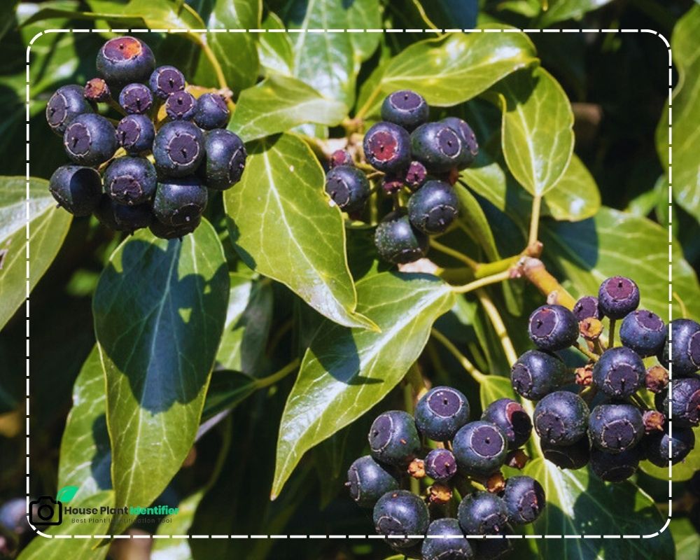 Poison Wild Blackberry Plant Identification: Ivy Berries