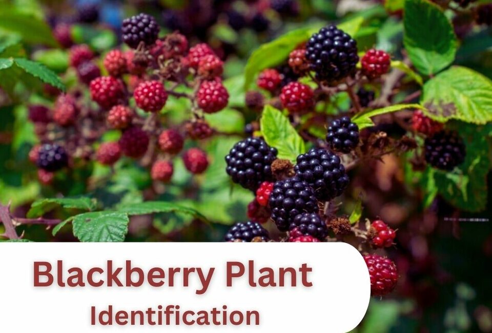 Blackberry Plant Identification