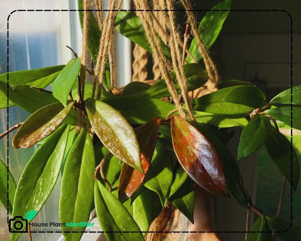 Hoya pubicalyx identification by leaf